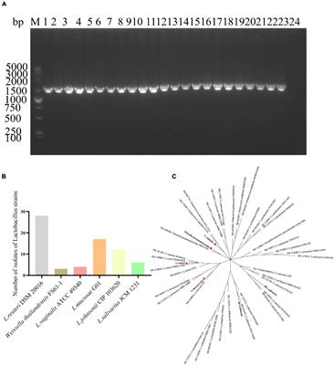 Isolation of Limosilactobacillus mucosae G01 with inhibitory effects on porcine epidemic diarrhea virus in vitro from Bama pig gastroenteritis